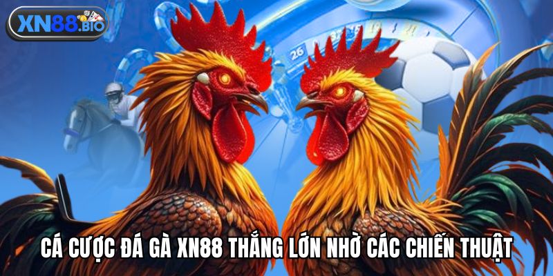Cá cược đá gà XN88 thắng lớn nhờ các chiến thuật