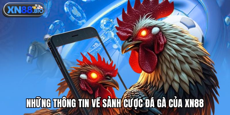Những thông tin về sảnh cược đá gà của XN88
