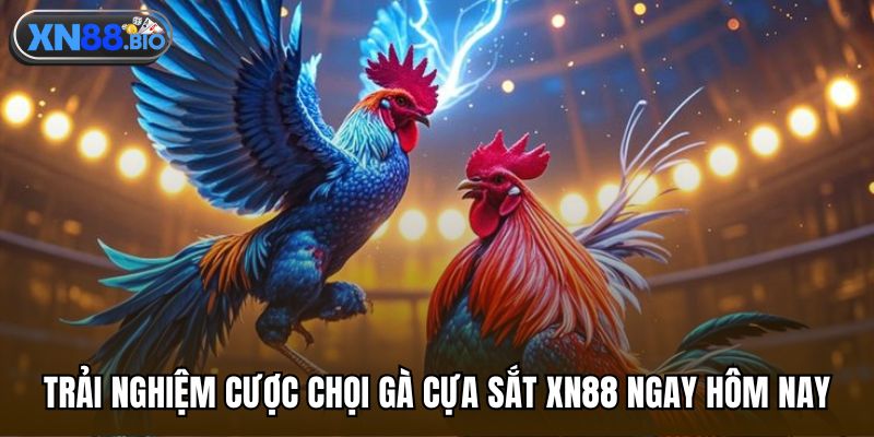 Trải nghiệm cược chọi gà cựa sắt XN88 ngay hôm nay