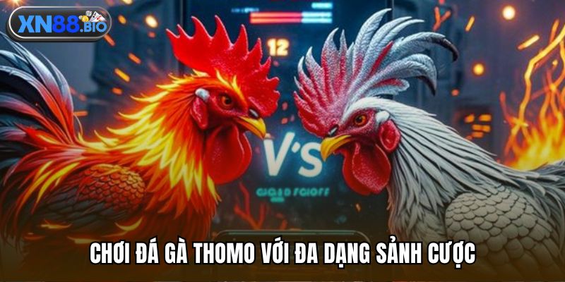 Chơi đá gà Thomo với đa dạng sảnh cược