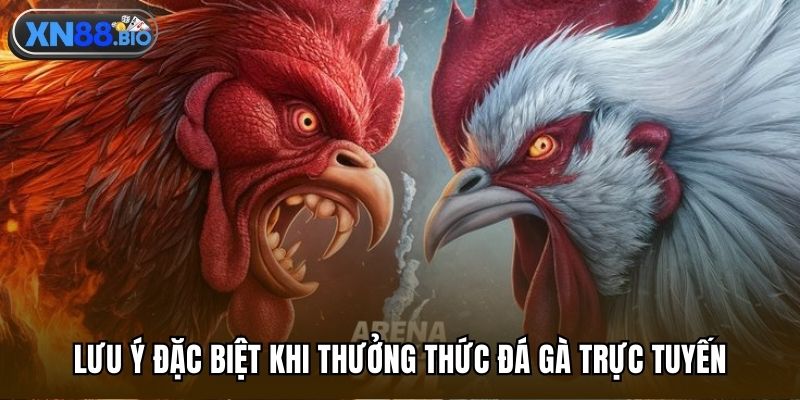 Lưu ý đặc biệt khi thưởng thức đá gà trực tuyến